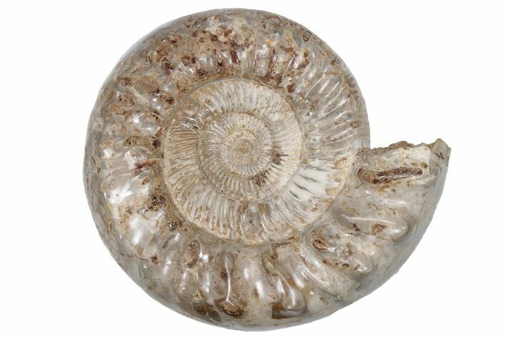 Jurassic Ammonite (Kranosphinctites?) Fossil - Madagascar #212389